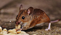 24 Hour & Emergency Exterminators in Culp Creek, OR